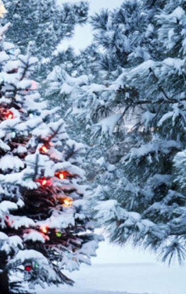 Пригоди різдвяної красуні в Спаському