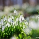 Підсніжники Черкащини - весняний фототур